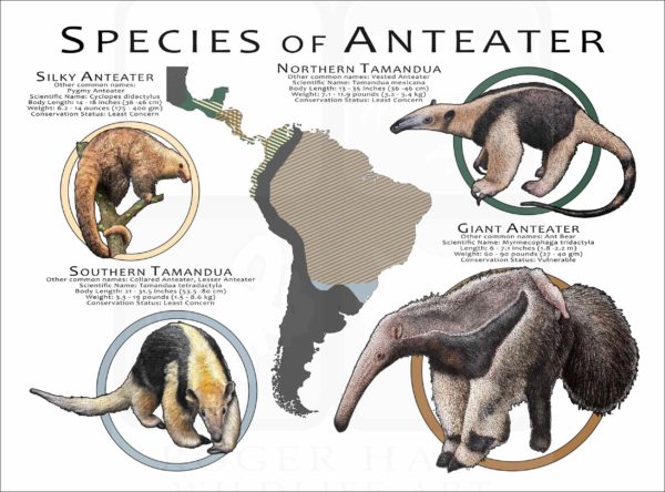 Species of Anteater poster print