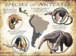 Species of Anteater poster print