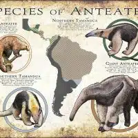 Species of Anteater poster print
