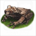 Spiny-Headed Tree Frog illustration