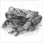 Spiny-Headed Tree Frog