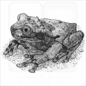 Spiny-Headed Tree Frog