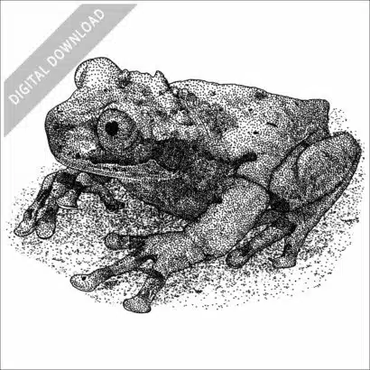 Spiny-Headed Tree Frog