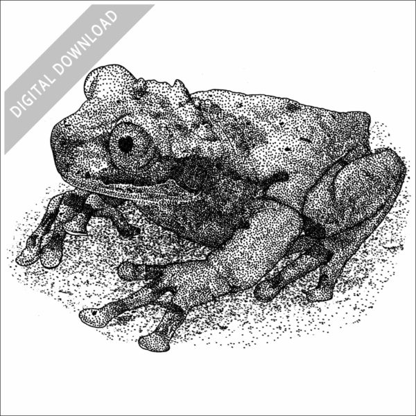 Spiny-Headed Tree Frog