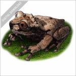 Spiny-Headed Tree Frog stock image