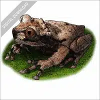 Spiny-Headed Tree Frog stock image