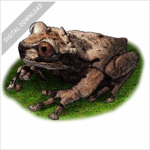 Spiny-Headed Tree Frog stock image