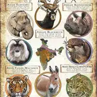 Threated Mammals of India poster print
