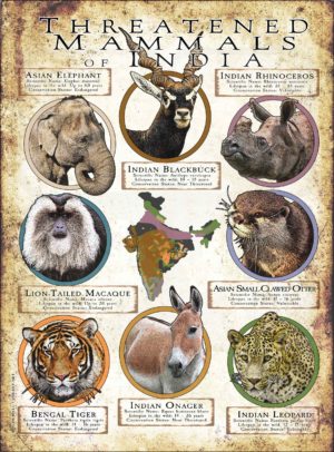 Threated Mammals of India poster print