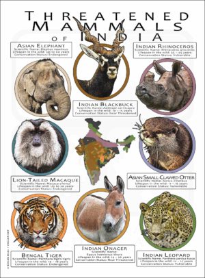 Threated Mammals of India poster print