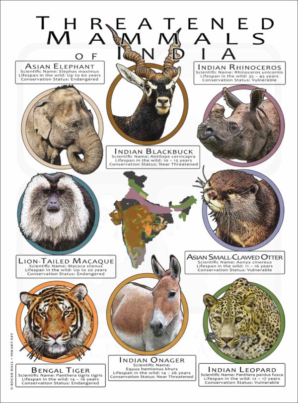 Threated Mammals of India poster print