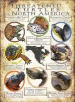 Threated Turtles of North America poster print