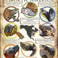 Threated Turtles of North America poster print