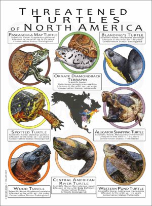 Threated Turtles of North America poster print