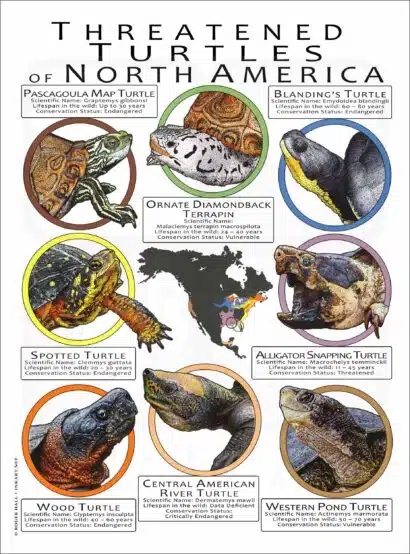 Threated Turtles of North America poster print