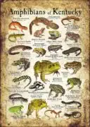 Amphibians of Kentucky poster print