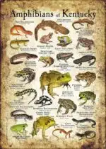 Amphibians of Kentucky poster print