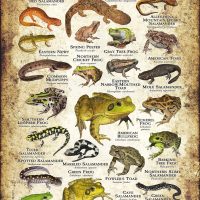 Amphibians of Kentucky poster print