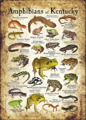 Amphibians of Kentucky poster print