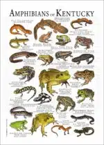 Amphibians of Kentucky poster print