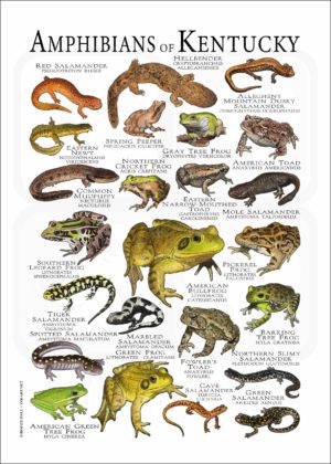Amphibians of Kentucky poster print