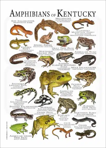 Amphibians of Kentucky poster print