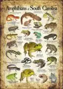 Amphibians of South Carolina poster print