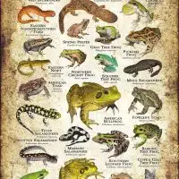 Amphibians of South Carolina poster print