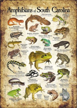 Amphibians of South Carolina poster print