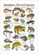 Amphibians of South Carolina poster print