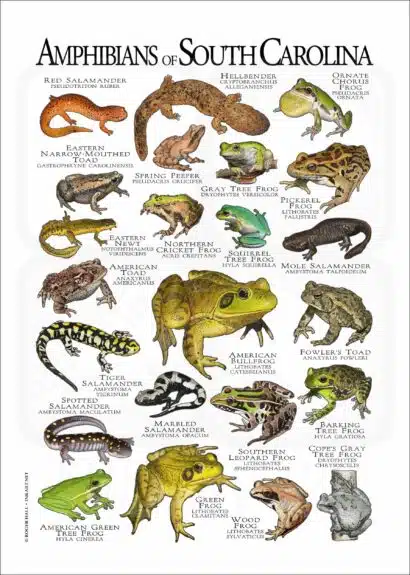 Amphibians of South Carolina poster print