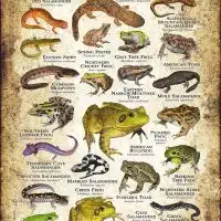 Amphibians of Tennessee poster print