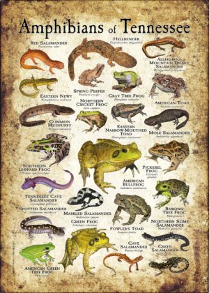 Amphibians of Tennessee poster print