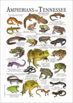 Amphibians of Tennessee poster print