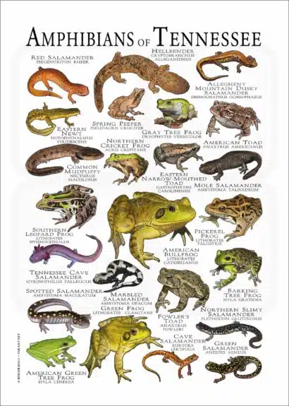 Amphibians of Tennessee poster print