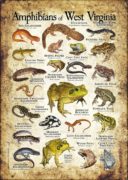 Amphibians of West Virginia poster print