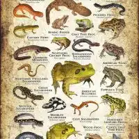 Amphibians of West Virginia poster print