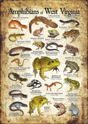 Amphibians of West Virginia poster print