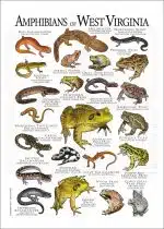 Amphibians of West Virginia poster print