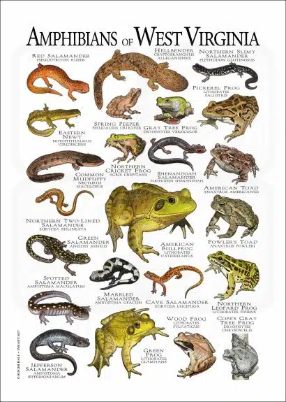 Amphibians of West Virginia poster print