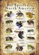 Bee Species of North America poster print