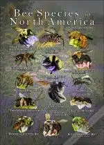 Bee Species of North America poster print