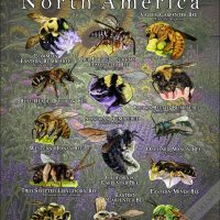 Bee Species of North America poster print