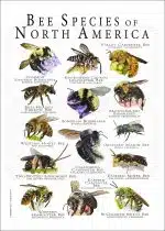 Bee Species of North America poster print