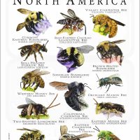 Bee Species of North America poster print