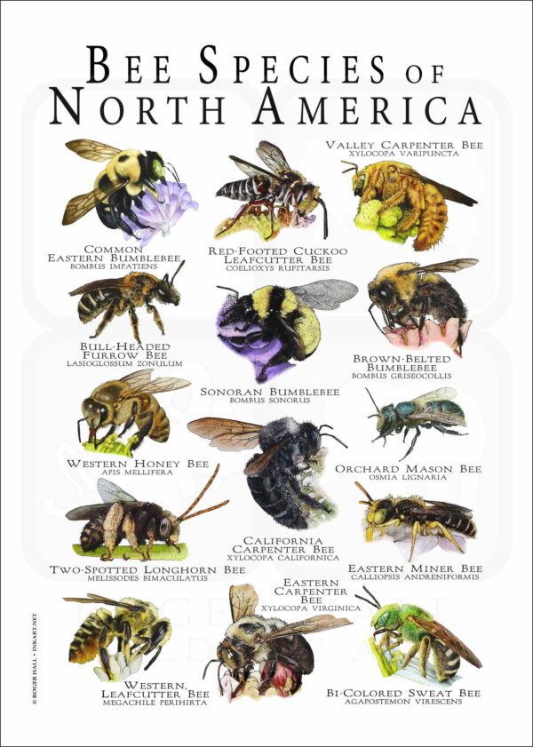 Bee Species of North America poster print