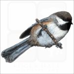 Boreal Chickadee drawing