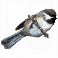 Boreal Chickadee drawing