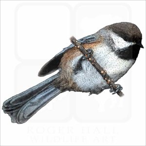 Boreal Chickadee drawing