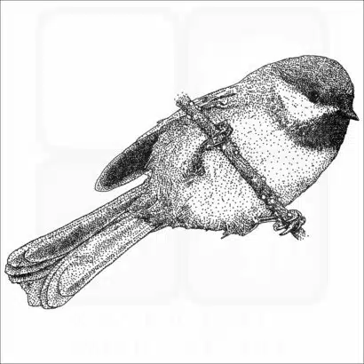 Boreal Chickadee drawing